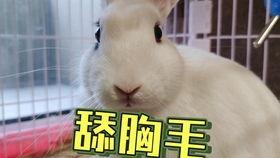 抖音以前的网红吃瓜事件,揭秘网络舆论背后的真相与争议